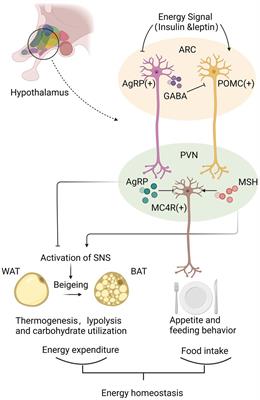 Emerging role of hypothalamus in the metabolic regulation in the offspring of maternal obesity